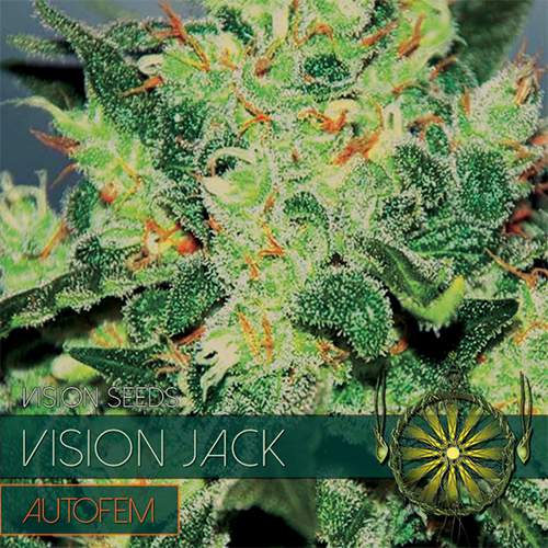 VISION JACK - AUTOFEM VISION SEEDS