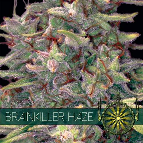 BRAINKILLER HAZE VISION SEEDS