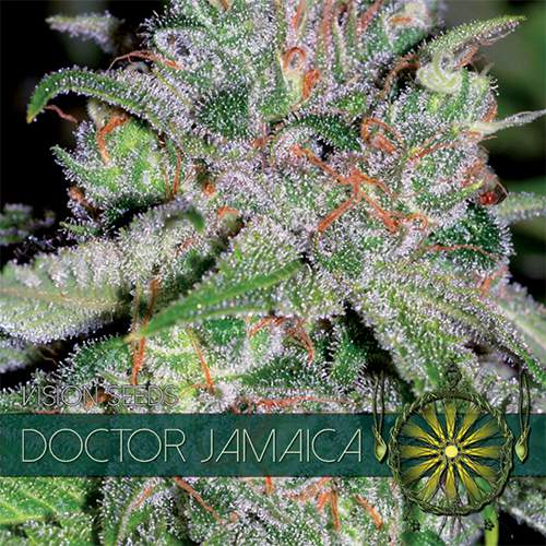 DOCTOR JAMAICA VISION SEEDS