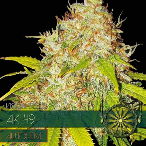 AK-49 – AUTOFEM VISION SEEDS