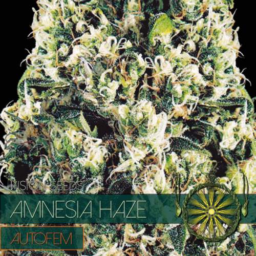 AMNESIA HAZE – AUTOFEM VISION SEEDS