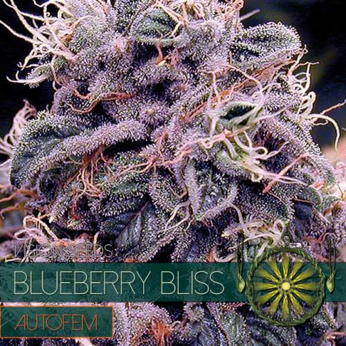 BLUEBERRY BLISS – AUTOFEM VISION SEEDS