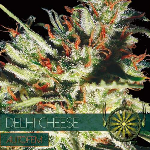 DELHI CHEESE – AUTOFEM VISION SEEDS