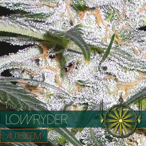 LOWRYDER – AUTOFEM VISION SEEDS