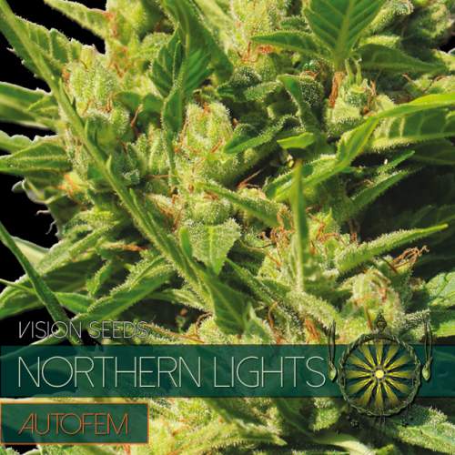 NORTHERN LIGHTS – AUTOFEM VISION SEEDS