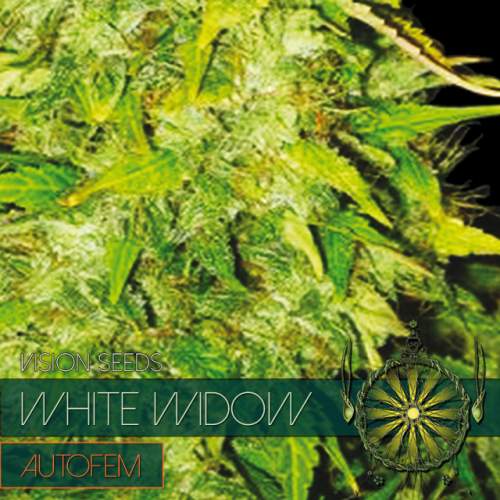 WHITE WIDOW – AUTOFEM VISION SEEDS