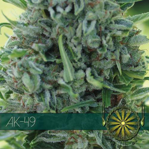 AK-49 VISION SEEDS