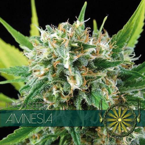 AMNESIA VISION SEEDS