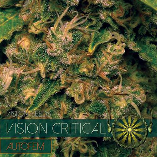 VISION CRITICAL - AUTOFEM VISION SEEDS