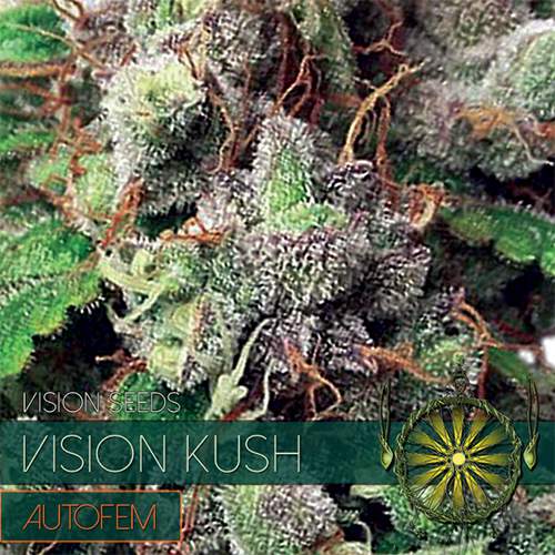 VISION KUSH - AUTOFEM VISION SEEDS