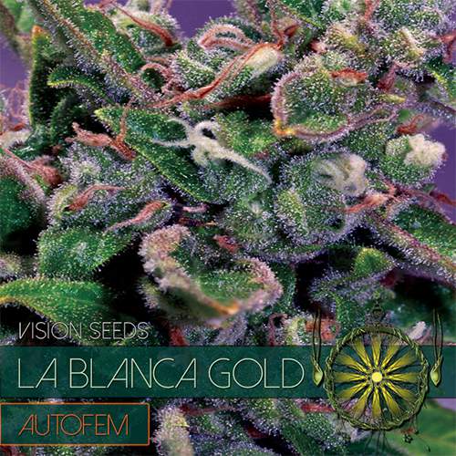 LA BLANCA GOLD AUTOFEM VISION SEEDS