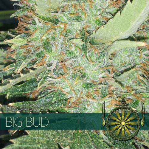 BIG BUD VISION SEEDS