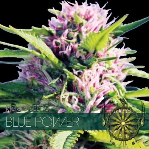 BLUE POWER VISION SEEDS