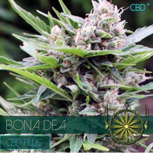 BONA DEA – CDB+ VISION SEEDS