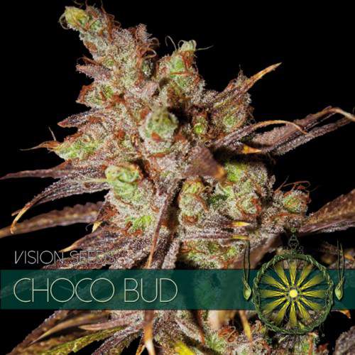 CHOCO BUD VISION SEEDS