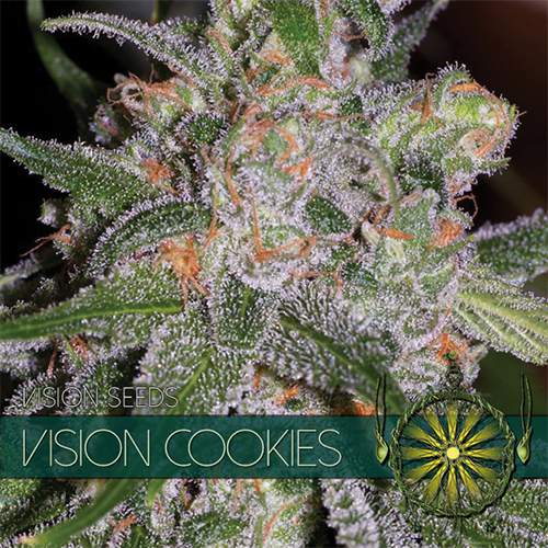 VISION COOKIES VISION SEEDS