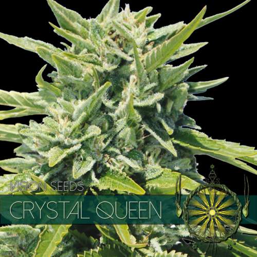 CRYSTAL QUEEN VISION SEEDS