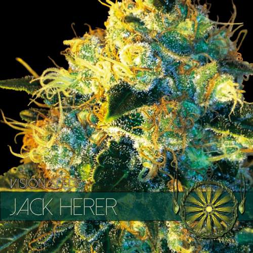 JACK HERER VISION SEEDS