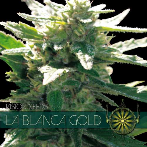 LA BLANCA GOLD VISION SEEDS