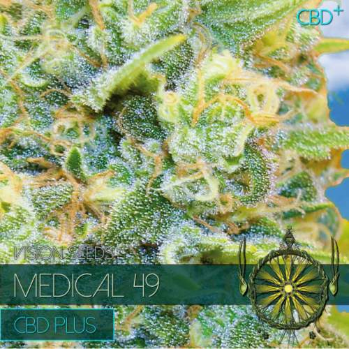 MEDICAL 49 – CBD+ VISION SEEDS