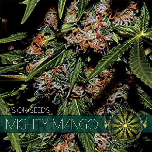 MIGHTY MANGO BUD VISION SEEDS