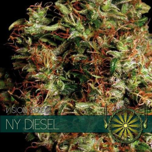 NY DIESEL VISION SEEDS