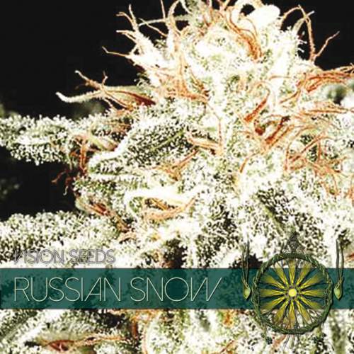 RUSSIAN SNOW VISION SEEDS