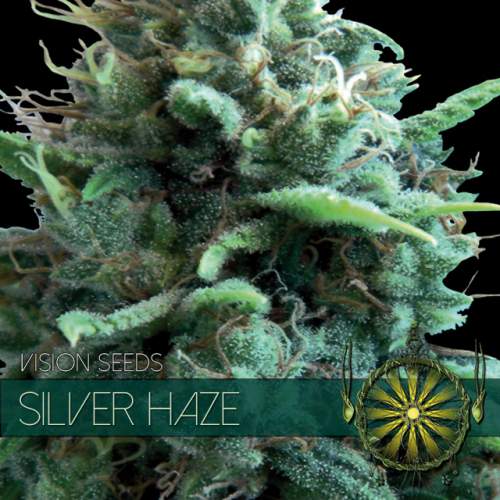 SILVER HAZE VISION SEEDS