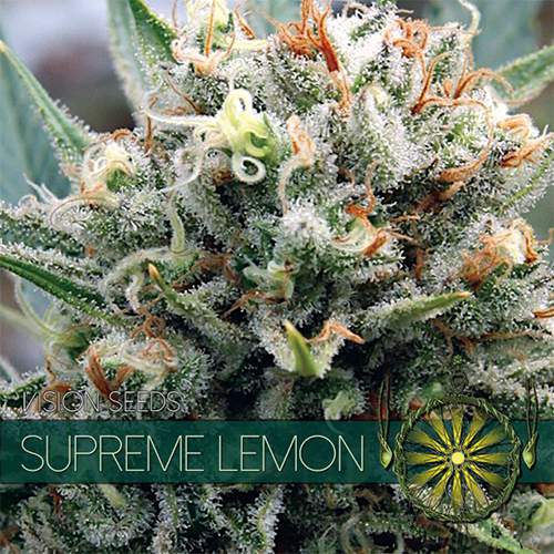 SUPREME LEMON VISION SEEDS