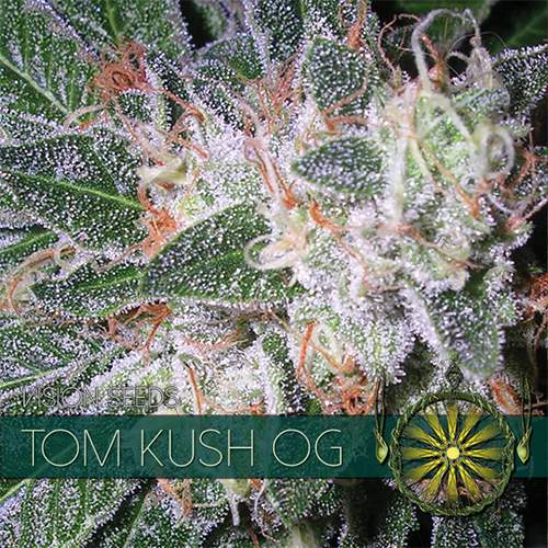 TOM KUSH OG VISION SEEDS