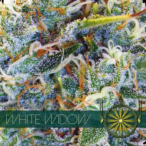 WHITE WIDOW VISION SEEDS