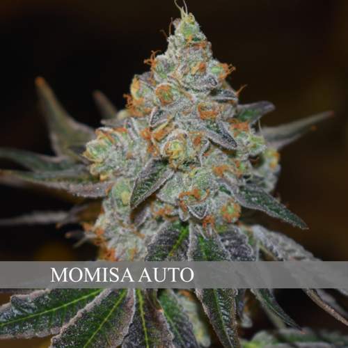 (AUTO) MIMOSA
