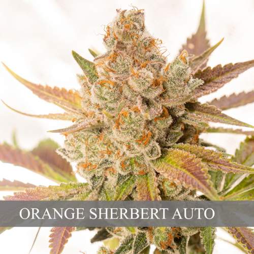 (AUTO) ORANGE SHERBERT