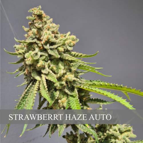 (AUTO) STRAWBERRY HAZE