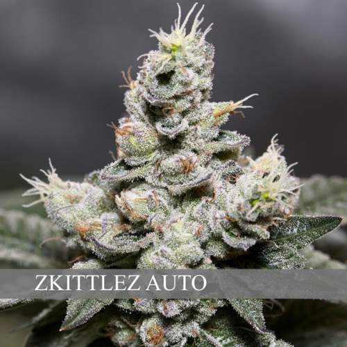 (AUTO) ZKITTLEZ