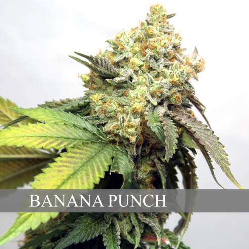 BANANA PUNCH