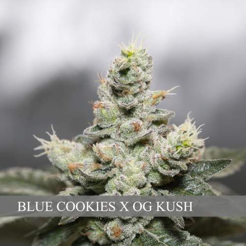 BLUE COOKIES X OG KUSH
