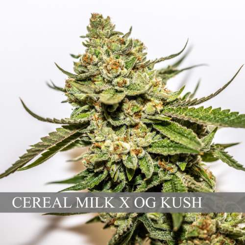 CEREAL MILK X OG KUSH
