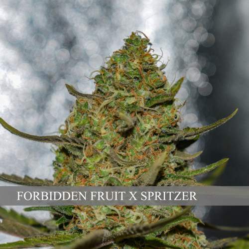 FORBIDDEN FRUIT X SPRITZER
