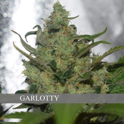 GARLOTTY