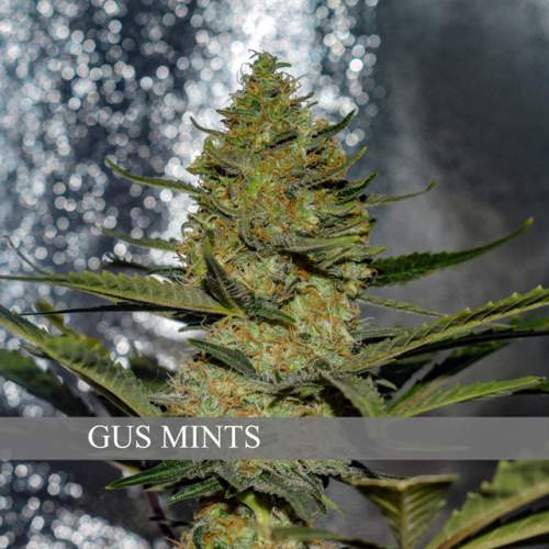 GUS MINTS