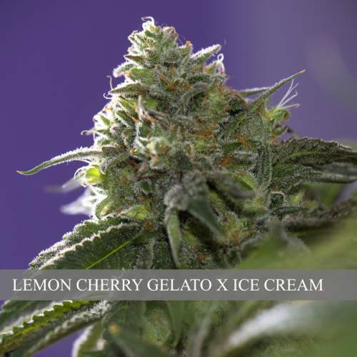 LEMON CHERRY GELATO X ICE CREAM