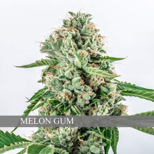 MELON GUM