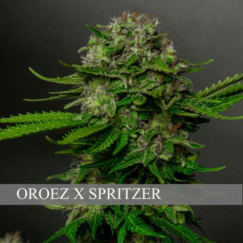 OREOZ X SPRITZER