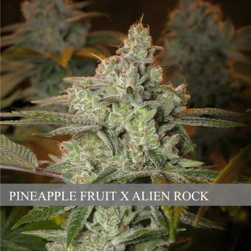 PINEAPPLE FRUIT X ALIEN ROCK