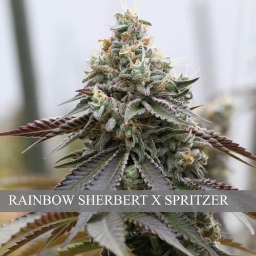 RAINBOW SHERBERT X SPRITZER