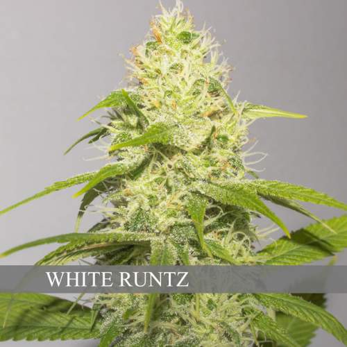 WHITE RUNTZ